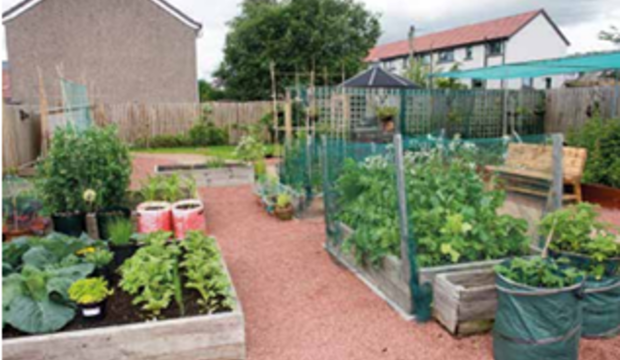 Fenced off Allotments