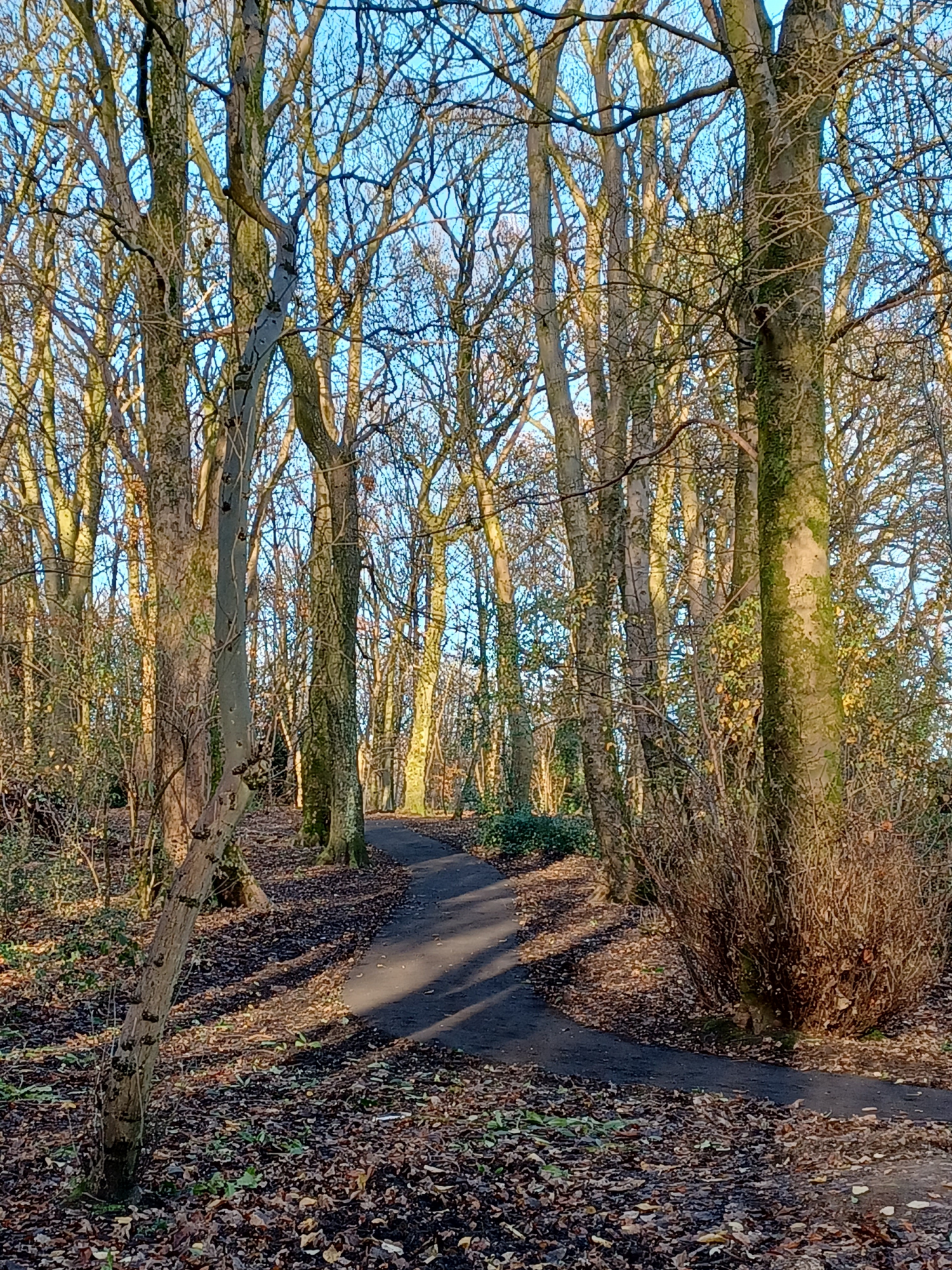 Cairnhill Woods